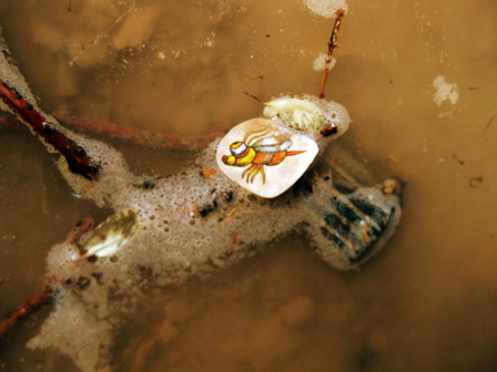 © TEAM MOSQUITO Ein Monsterinsekt in einer Lacke