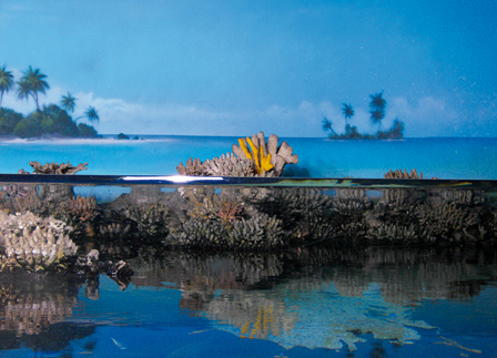 © Lara Wazac blick in aquarium, blaues wasser mit korallen, im hintergrund tropische fototapaete