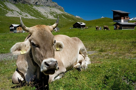 © Ikiwaner Kuh auf der Alm