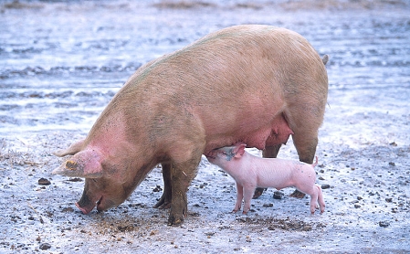 © Scott Bauer Schwein mit ferkel