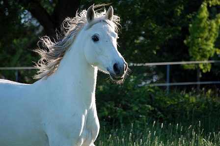© Andrea & Stefan (flickr.com/winterbald) Pferd