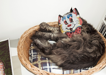 © stefan schiermeier kater in katzenkorb mit faschingsmaske auf dem kopf