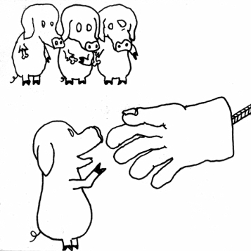 © davidkellner ein schwein gibt pfote
