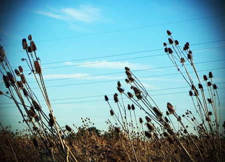 © tanja oberbramberger braune graeser gegen blauen himmel fotografiert