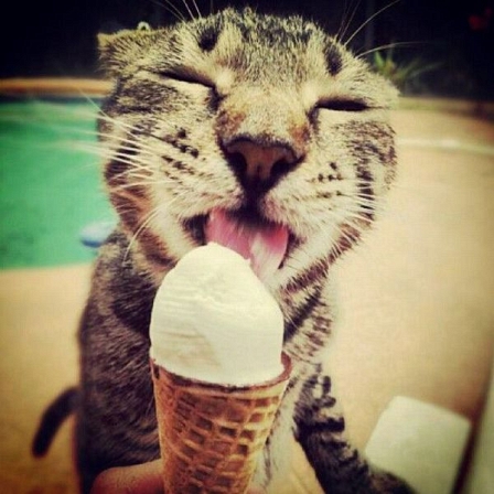 © cat Katze
