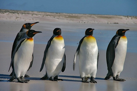 © CC BY-SA 2.0 Ben Tubby via FLickr Pinguine am Strand