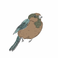 © Alice Dufay Ein gezeichneter Vogel