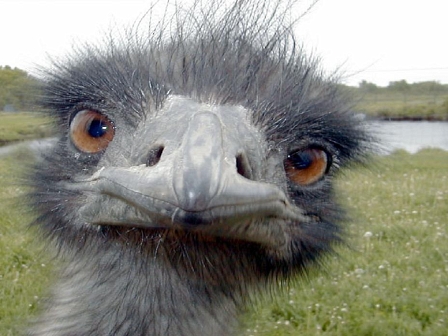 © blog.smartfurniture.com emu