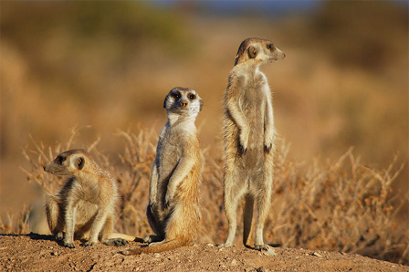© Sara&Joachim&Mebe / CC BY-SA 2.0 Drei Exemplare Suricata suricatta in Namibien