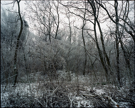 Düstere Waldlandschaft im Schnee. Beinahe monochrome Farbtöne.