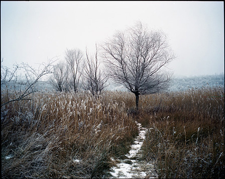 Ein kleiner, schmaler Weg in der kalten Winterlandschaft führt an drei kahlen Bäumen vorbei ins Nichts.