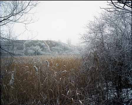 Kalte Winterlandschaft mit ockerfarbenem Schilf und vereisten Zweigen.