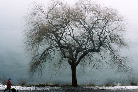 einsamer Baum am Meer