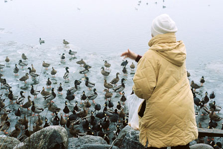 eine alte Dame füttert die Enten