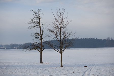 Zwei einsame Bäume in einem verschneiten Feld.