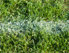 © Photodisc / Getty Images Fußballrasen