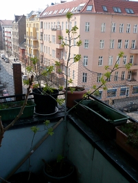 Balkon mit Pflanzen