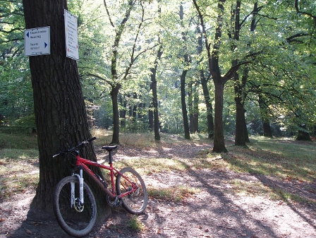 bike leaned against a tree