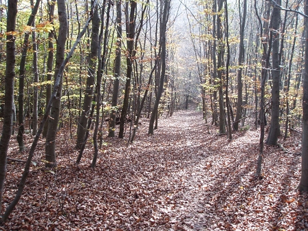 mountainbiking autumn