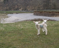 lambs