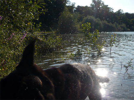 nasser Hund