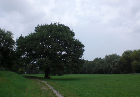 Eine Wiese mit einem Baum.