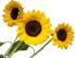 Sonnenblumen