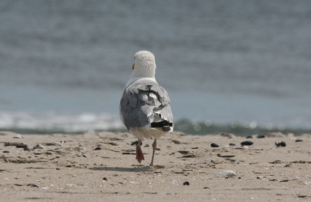 Fort Tilden Beach, New York, Queens