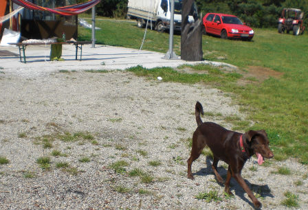 Ein Hund auf einer Wiese.