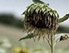 Vetrocknete Sonnenblume auf einem Feld; Ausschnitt aus dem Buchcover von "Weiße Nacht"