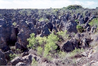 Karge Landschaft auf Nauru