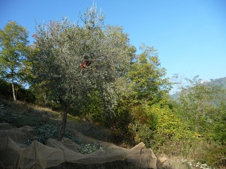 Olive picking in italy