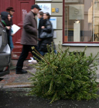 Tannenbaum auf Staße liegend