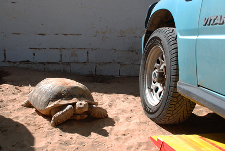 Schildkröte neben Auto