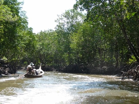 exploring mangroves