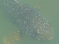 a  mangrove fish in the water