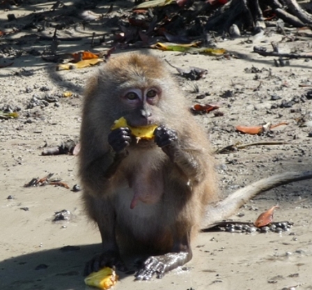 mangrove monkey