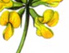 gelbe blume