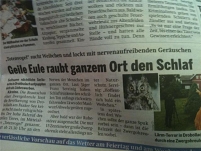 © Österreich Schlagzeile: Geile Eule raubt ganzem Ort den Schlaf