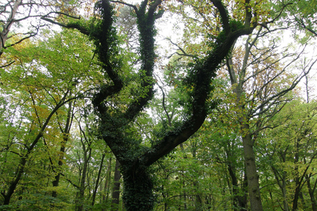 baum mit vielen gruenen blaettern
Mein Lieblings-Baumfoto. 