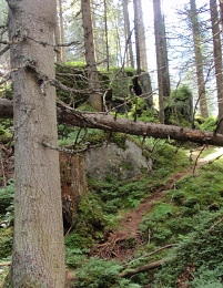 Im Zauberwald