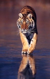 Tiger on Ice