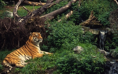 A Tiger in grassland