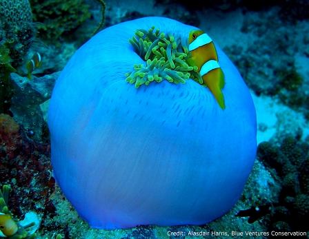 Nemo on a blue coral