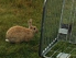 Hase neben umgekipptem EInkaufswagen in einer Wiese