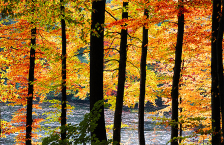 Herbst: Die Jahreszeit der Trennungen