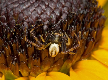 Veränderliche Krabbenspinne, fotografiert von Kurt Kulac

