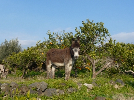 donkey in sicily