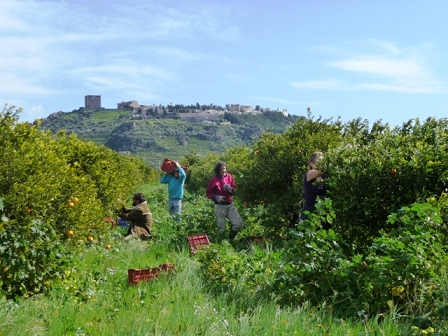 picking oranges