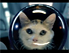 Cat in Space